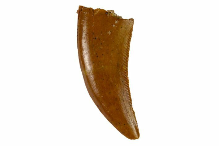 Serrated, Raptor Tooth - Real Dinosaur Tooth #115847